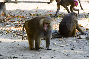 短尾猿构成属群居的世界猴子亚科猴子