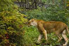 女狮子野生野生动物动物捕食者哺乳动物狮子柏林动物园