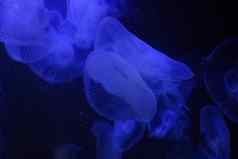 水母水下黑暗背景蓝色的颜色光野生动物海动物