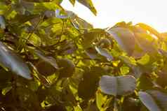 胡桃木树核桃叶子黄色的反射太阳