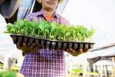 泰国园丁持有托盘有机蔬菜