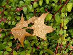 秋天的彩色的枫木叶子雨滴绿色布什
