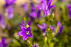 紫色的紫罗兰色的复活节花春天开花花园