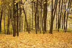 秋天秋天公园森林树叶子黄色的橙色颜色自然
