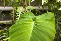 橘园热带植物增长第比利斯植物花园