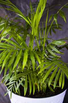 室内棕榈树chrysalidocarpuslutescens槟榔植物首页装饰空气植物
