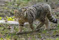 野生猫绿色季节叶森林