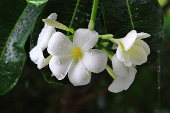 泰国鸡蛋花花<strong>雨</strong>滴黑暗背景