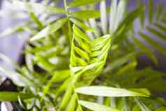 室内棕榈树chrysalidocarpuslutescens槟榔植物首页装饰空气植物