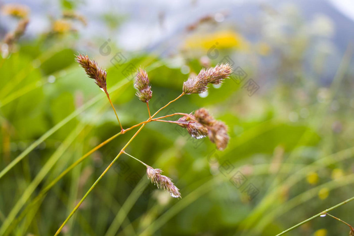 露水滴植物自然背景