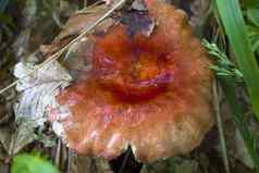 红色的蘑菇野生森林大可食用的蘑菇