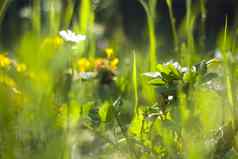 散景自然自然背景绿色颜色阳光草日益增长的植物