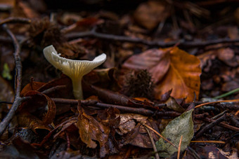 infundibulicybe地特罗帕<strong>和尚</strong>头蘑菇真菌色彩鲜艳的秋天森林