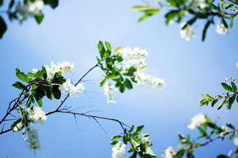 春天时间盛开的茉莉花灌木花园