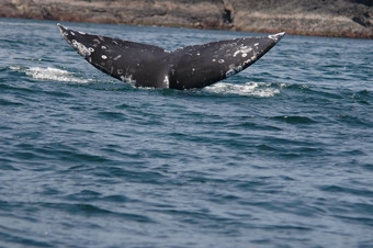 鳍状肢座头鲸鲸鱼
