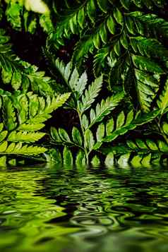 热带植物叶子水花园植物使用