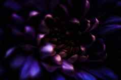 紫色的黛西花花瓣布鲁姆摘要花开花艺术