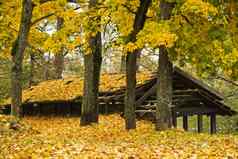 秋天秋天公园森林树叶子黄色的橙色颜色自然