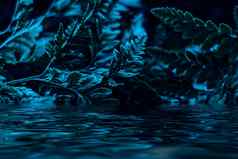 蓝色的植物叶子水晚上超现实主义的植物后台