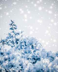 圣诞节年蓝色的花自然背景假期卡