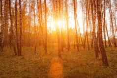日落秋天桦木格罗夫黄色的叶子阳光切割树阳光明媚的晚上秋天