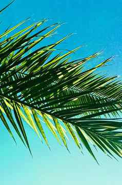 棕榈树叶子海水夏季旅行海滩
