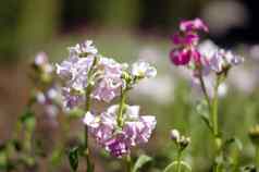 紫堇属之植物春天花