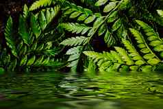 热带植物叶子水花园植物使用