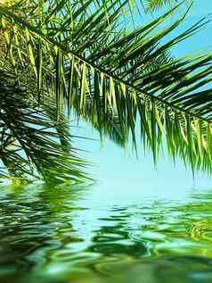 棕榈树叶子海水夏季旅行海滩