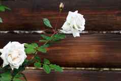 白色玫瑰背景黑暗木框架复制空间