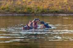 野生河马南非洲Safari野生动物