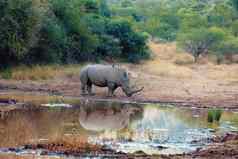 白色犀牛匹兰斯堡南非洲Safari野生动物