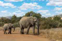 非洲大象匹兰斯堡南非洲野生动物Safari