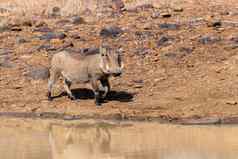 非洲猪疣猪南非洲Safari