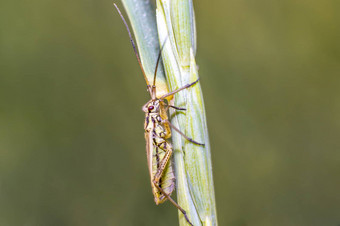 条纹甲虫叶片草季节草地