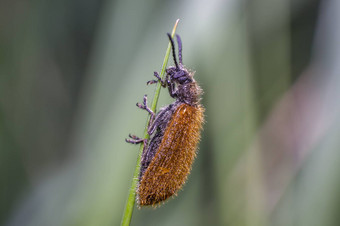 棕色（的）多毛的甲虫叶片草