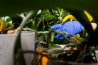 女人园丁浇水兰花花在英国室内植物护理做家务植物护理概念首页园艺爱植物护理