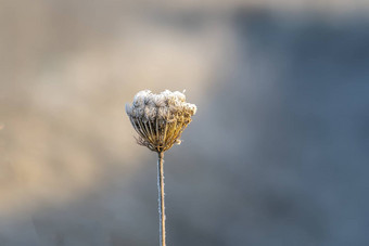 冻动物植物灰白色霜