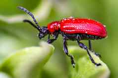 小昆虫红色的莉莉甲虫春天花园季节