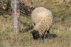 羊毛的白色羊春天草地