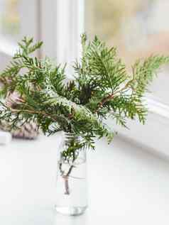 花瓶图亚分支机构站窗口窗台上可持续发展的替代圣诞节树有爱心的自然拒绝减少云杉森林一年庆祝活动