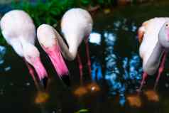 群粉红色的火烈鸟动物园池塘