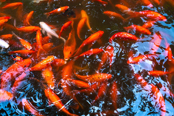 群日本红色的鲤<strong>鱼池塘鱼</strong>室内装饰
