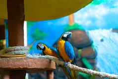 蓝色的黄色的鹦鹉金刚鹦鹉坐着分支