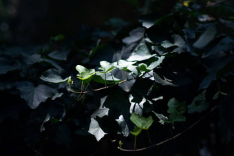 常春藤属植物森林阳光