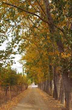人行道杨树树泛黄杨树树秋天