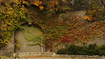 秋天时间墙艾薇植物