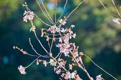 明亮的发光美丽的樱桃开花日本樱花花朵