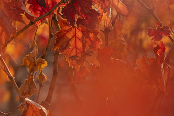 葡萄园秋天的红色的叶子坎波<strong>周岁</strong>以下西班牙
