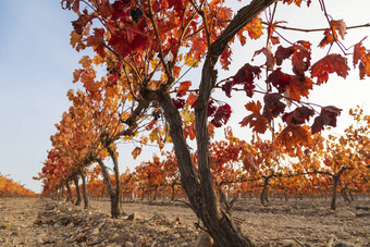 葡萄园秋天的红色的叶子坎波<strong>周岁</strong>以下西班牙